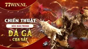 Chiến thuật độc đáo trong đá gà cựa sắt