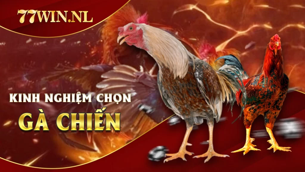 Kinh nghiệm chọn gà chiến